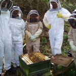 Beekeeping taster day