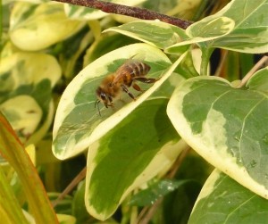 Bee collecting water