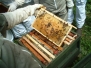 Beekeeping