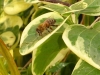bee-collecting-water-1