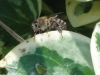 bee-collecting-water-2