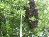 swarm-july-2011