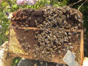 Damaged or unsuitable hive frame