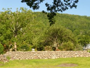 Sycamore and oak woodland near Rowen