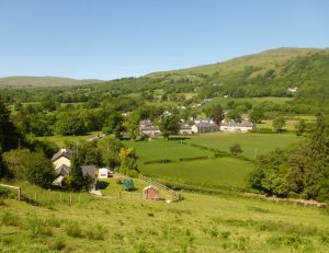 In praise of the Sycamore