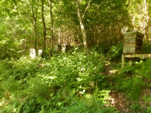 Apiary near woodland