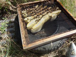 A swarm settled under a mesh floor