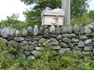 Bait hive at Moelyci with bees